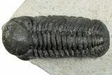 Detailed Austerops Trilobite - Ofaten, Morocco #287577-3